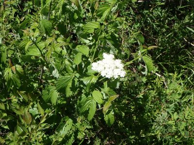Viburnum recognitum, photographed by Natalie Waddell-Rutter