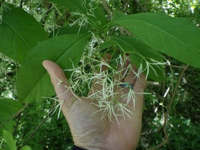 Chionanthus virginicus, photographed by Natalie Waddell-Rutter
