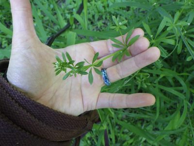 Galium aparine, photographed by Natalie Waddell-Rutter