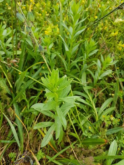 Sericocarpus rigidus, photographed by Chris Fluit