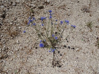 Eriastrum densifolium