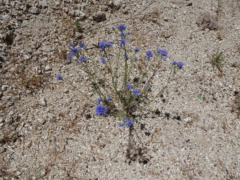 Eriastrum densifolium, photographed by Heather Dawnstar Sabin