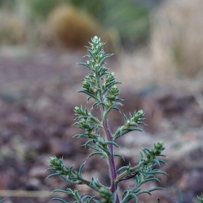 Salsola kali, photographed by Andrew Tree