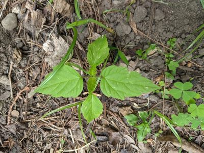 Circaea canadensis