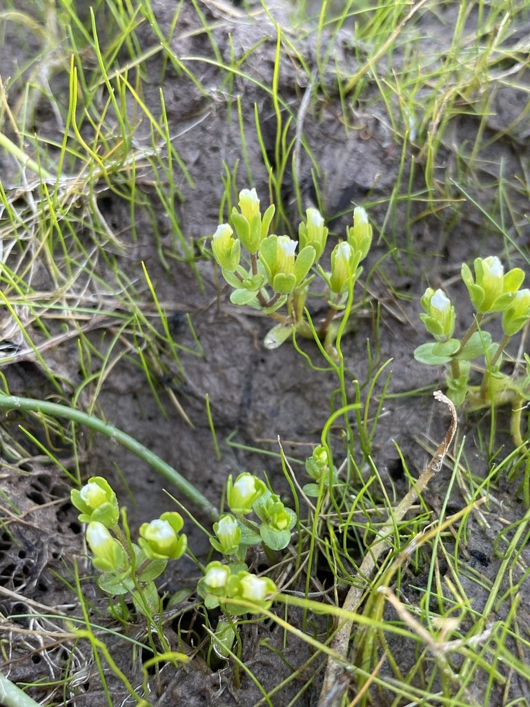 Gratiola heterosepala, photographed by Matt Berger
