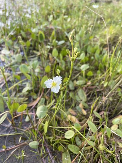 Damasonium californicum, photographed by Matt Berger