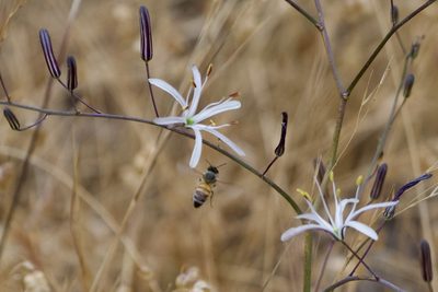 Chlorogalum pomeridianum, photographed by Dario Taraborelli