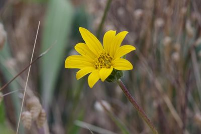 Wyethia angustifolia