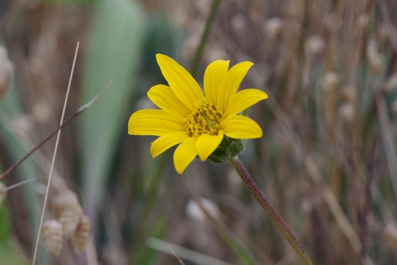 Wyethia angustifolia, photographed by Dario Taraborelli