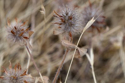 Trifolium hirtum