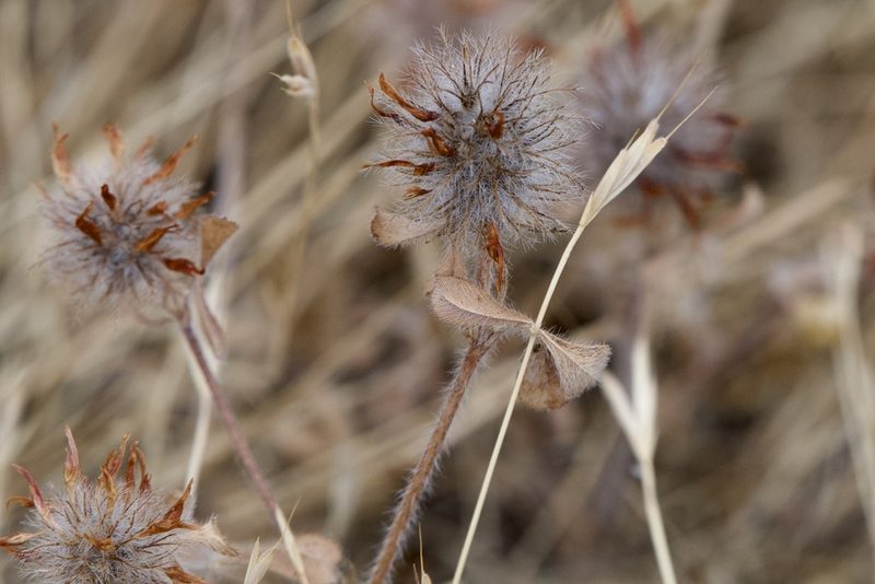 Trifolium hirtum, photographed by Dario Taraborelli