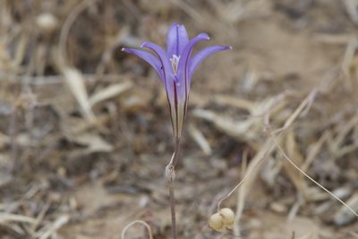 Brodiaea elegans, photographed by Dario Taraborelli