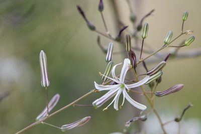 Chlorogalum pomeridianum, photographed by Dario Taraborelli