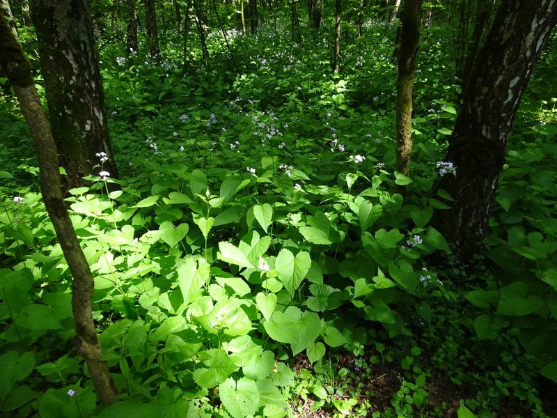 Lunaria rediviva, photographed by Vadim Zizov