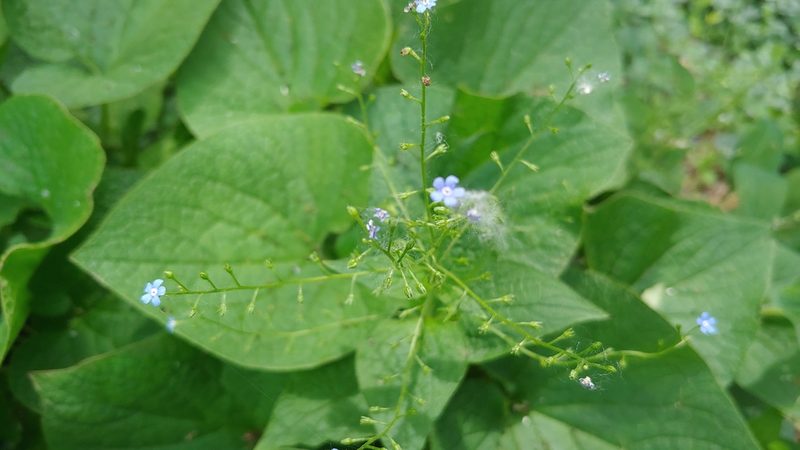 Brunnera macrophylla, photographed by Ryan Sorrells