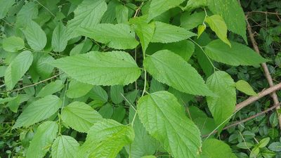 Celtis occidentalis, photographed by Ryan Sorrells