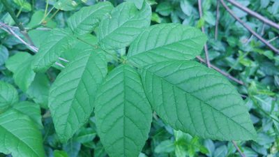 Fraxinus pennsylvanica, photographed by Ryan Sorrells