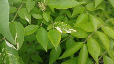 Lonicera maackii, photographed by Ryan Sorrells