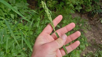 Phalaris arundinacea, photographed by Ryan Sorrells