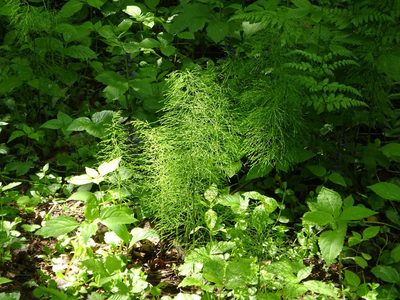 Equisetum sylvaticum, photographed by Vadim Zizov
