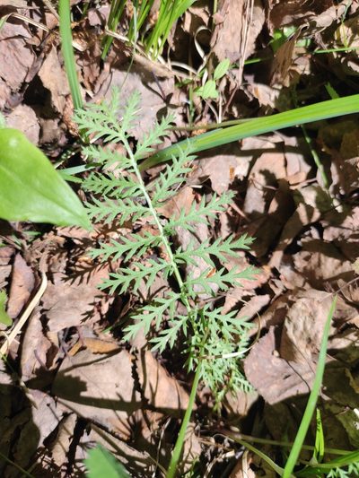 Artemisia tanacetifolia, photographed by Юлия