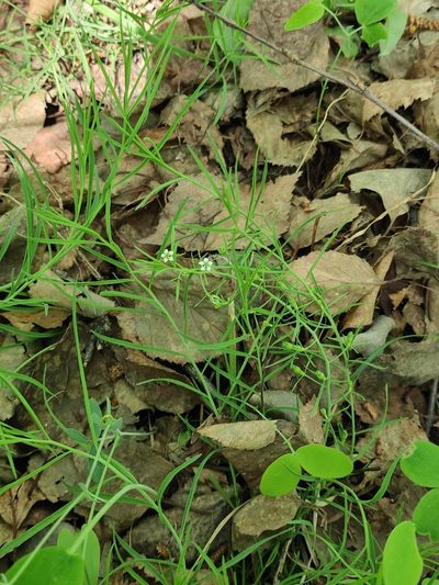 Thesium repens, photographed by Юлия