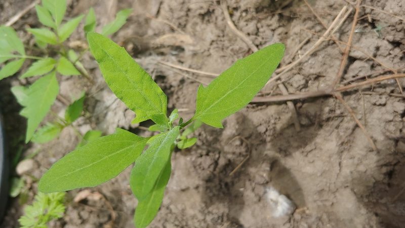 Atriplex patula, photographed by Ryan Sorrells