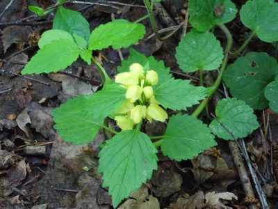 Lamium galeobdolon, photographed by Vadim Zizov