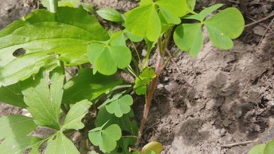 Oxalis stricta, photographed by Ryan Sorrells