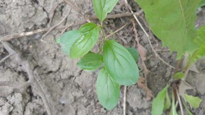 Rhamnus cathartica, photographed by Ryan Sorrells