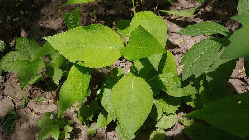 Persicaria virginiana, photographed by Ryan Sorrells