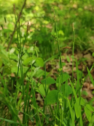 Carex vaginata, photographed by Юлия
