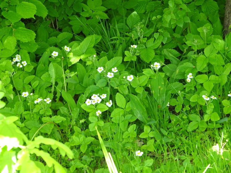 Fragaria moschata, photographed by Vadim Zizov