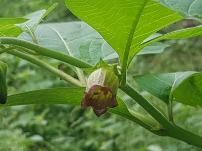 Atropa bella-donna, photographed by ahabo