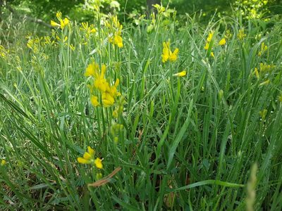 Genista sagittalis, photographed by ahabo