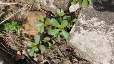 Portulaca oleracea, photographed by Ryan Sorrells