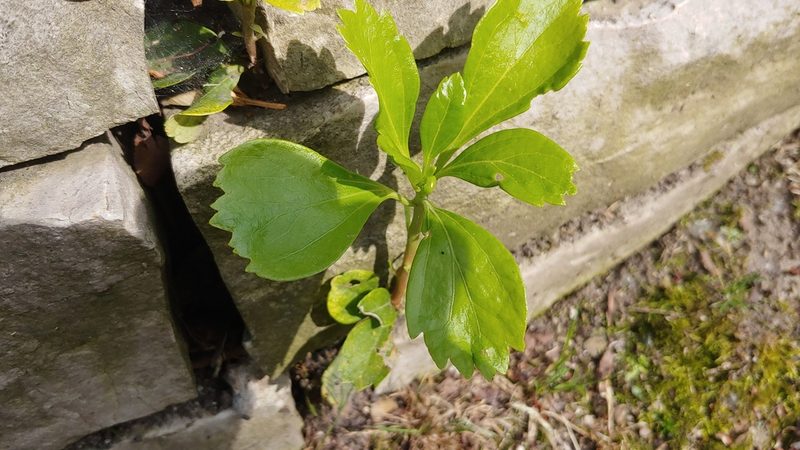 Pachysandra terminalis, photographed by Ryan Sorrells