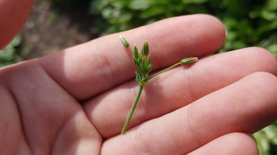 Cerastium fontanum, photographed by Ryan Sorrells