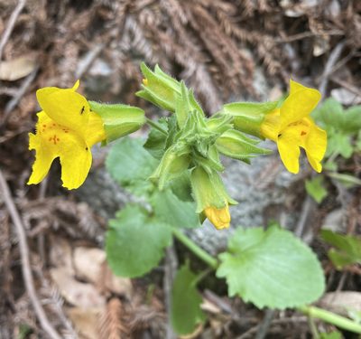 Erythranthe guttata, photographed by Irene