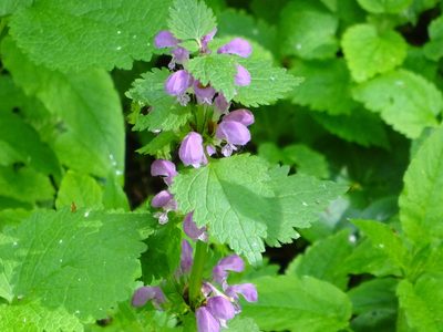 Lamium maculatum, photographed by Vadim Zizov