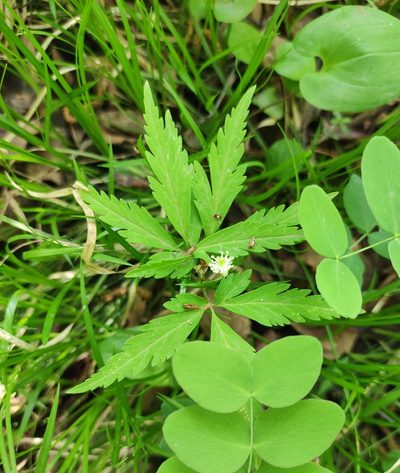 Anemonoides reflexa, photographed by Юлия