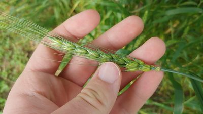 Triticum aestivum, photographed by Ryan Sorrells