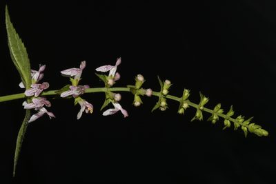 Stachys glandulosissima, photographed by Brian Finzel