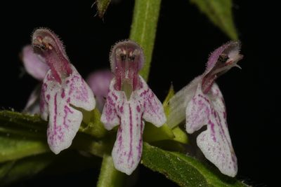 Stachys glandulosissima, photographed by Brian Finzel