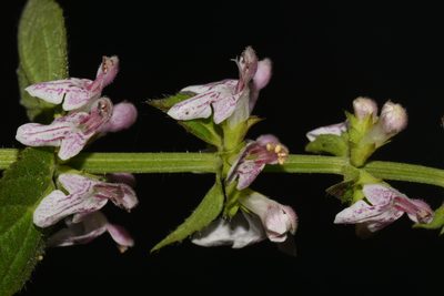 Stachys glandulosissima, photographed by Brian Finzel