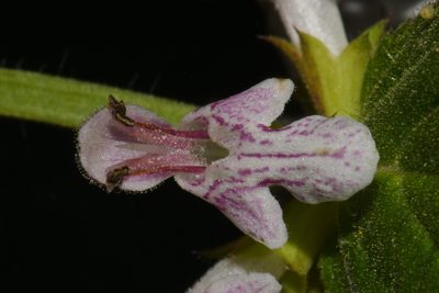 Stachys glandulosissima, photographed by Brian Finzel