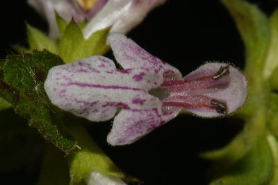 Stachys glandulosissima, photographed by Brian Finzel