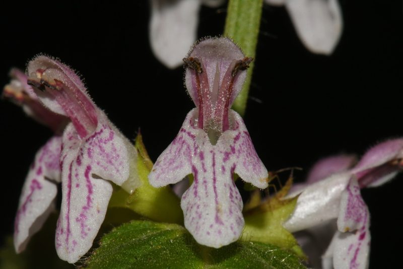 Stachys glandulosissima, photographed by Brian Finzel