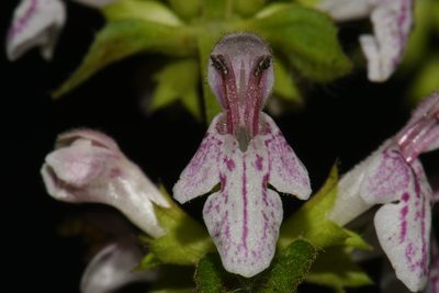 Stachys glandulosissima, photographed by Brian Finzel