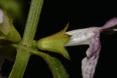 Stachys glandulosissima, photographed by Brian Finzel